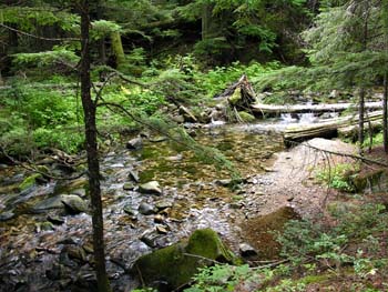 Priest Lake Area Photographs (636)