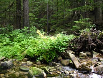 Priest Lake Area Photographs (642)