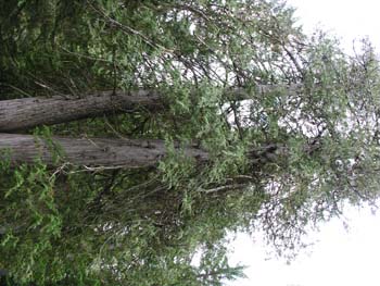 Priest Lake Area Photographs (648)