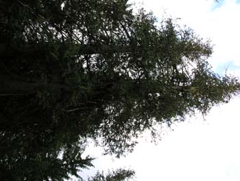 Priest Lake Area Photographs (649)