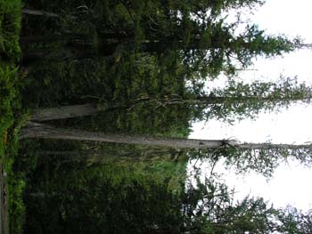 Priest Lake Area Photographs (650)
