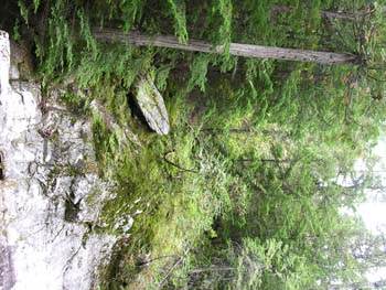 Priest Lake Area Photographs (664)