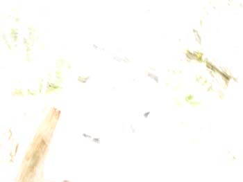 Priest Lake Area Photographs (680)
