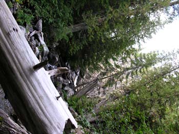 Priest Lake Area Photographs (691)