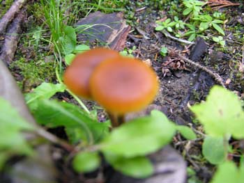 Priest Lake Area Photographs (696)