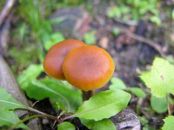 Priest Lake Area Photographs (697)