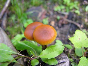 Priest Lake Area Photographs (698)