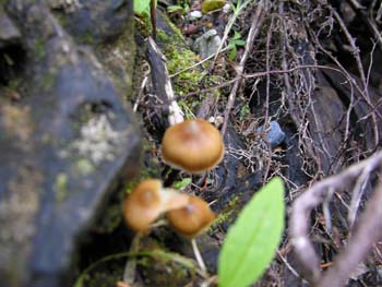 Priest Lake Area Photographs (699)