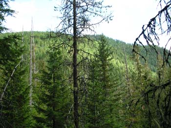 Priest Lake Area Photographs (705)