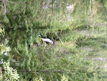 Priest Lake Area Photographs (732)