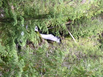 Priest Lake Area Photographs (735)