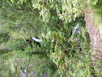 Priest Lake Area Photographs (736)