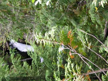 Priest Lake Area Photographs (737)