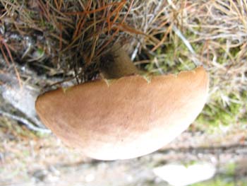 Priest Lake Area Photographs (740)