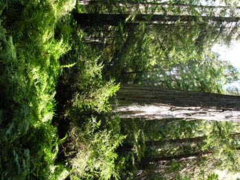 Priest Lake Area Photographs (741)