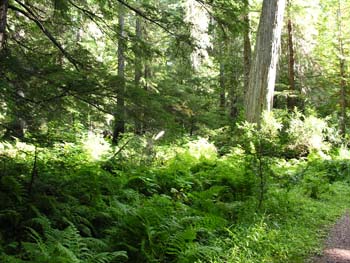Priest Lake Area Photographs (742)