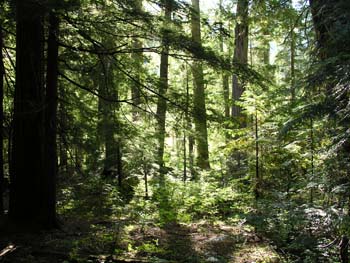 Priest Lake Area Photographs (744)