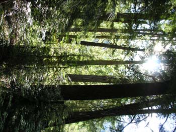 Priest Lake Area Photographs (745)