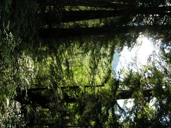 Priest Lake Area Photographs (746)
