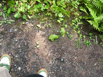 Priest Lake Area Photographs (747)