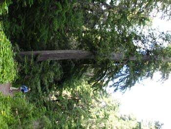 Priest Lake Area Photographs (751)