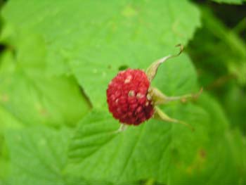 Priest Lake Area Photographs (753)