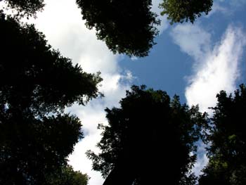 Priest Lake Area Photographs (755)