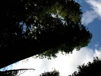 Priest Lake Area Photographs (756)
