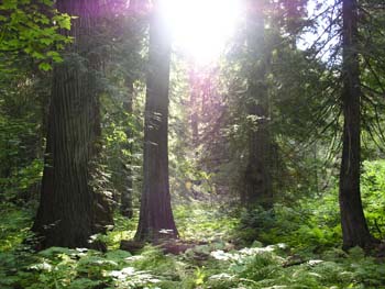 Priest Lake Area Photographs (757)