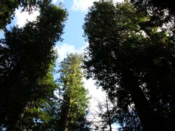 Priest Lake Area Photographs (759)