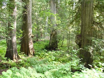 Priest Lake Area Photographs (760)