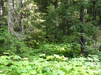 Priest Lake Area Photographs (762)