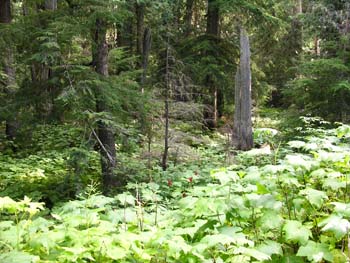 Priest Lake Area Photographs (763)