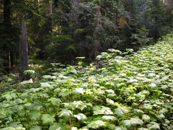 Priest Lake Area Photographs (764)