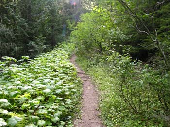 Priest Lake Area Photographs (765)