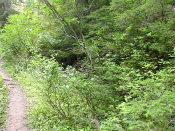 Priest Lake Area Photographs (766)