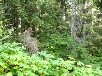 Priest Lake Area Photographs (767)