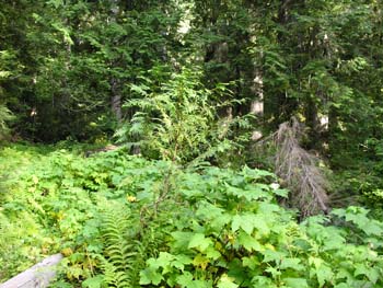 Priest Lake Area Photographs (768)