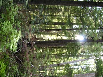 Priest Lake Area Photographs (772)