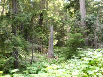 Priest Lake Area Photographs (773)