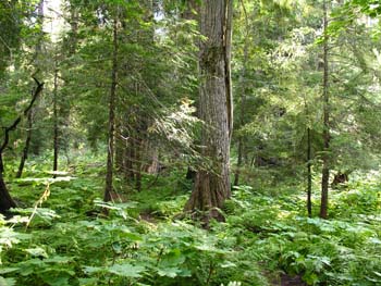 Priest Lake Area Photographs (775)