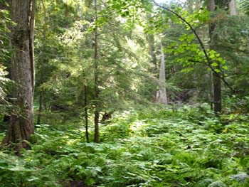 Priest Lake Area Photographs (776)