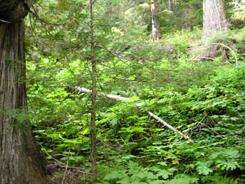 Priest Lake Area Photographs (779)