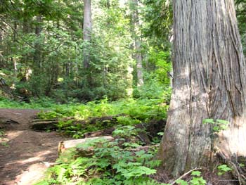 Priest Lake Area Photographs (782)