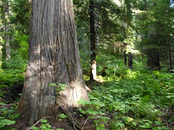 Priest Lake Area Photographs (783)