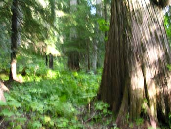 Priest Lake Area Photographs (784)