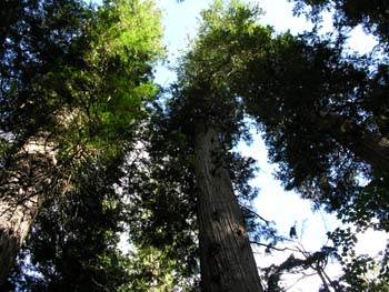 Priest Lake Area Photographs (785)