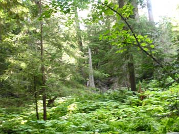 Priest Lake Area Photographs (786)
