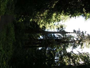 Priest Lake Area Photographs (787)