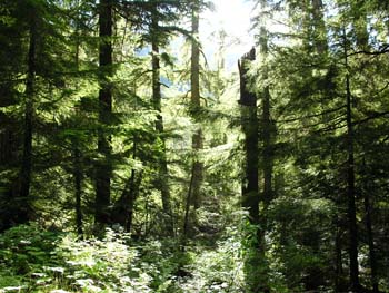 Priest Lake Area Photographs (788)